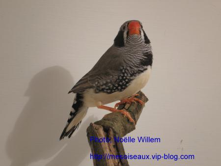 mandarin joues noires m�le
