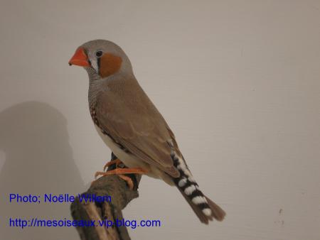 Diamant mandarin m�le brun