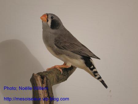 mandarin femelle joues noires