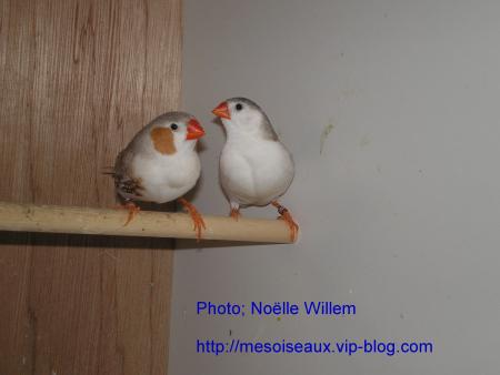 couple de mandarins poitrines blanches