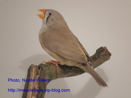 diamant mandarin femelle brune