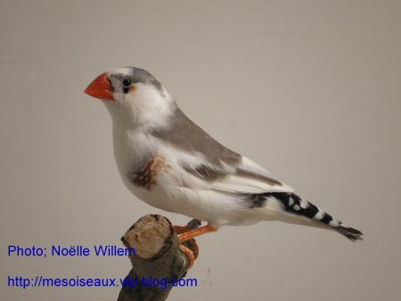Voici un mandarin m�le de type panach�