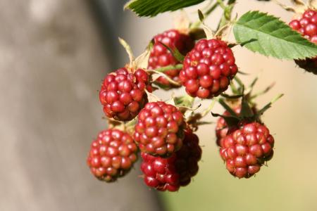 Fruits que l'on peut donner aux oiseaux