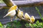 Les oiseaux, ma passion