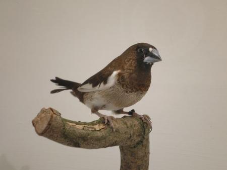 Le moineau du japon